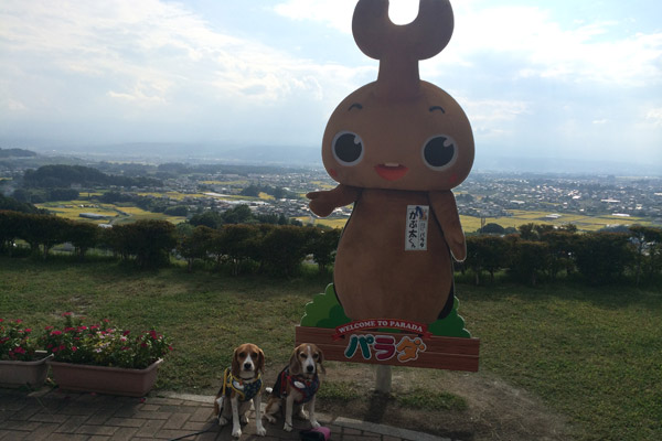 ビーグル きなこ こんぶ