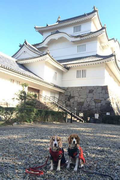ビーグル きなこ こんぶ