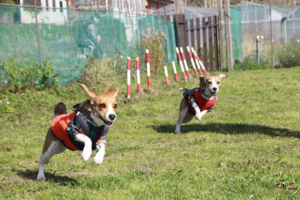 ビーグル きなこ こんぶ
