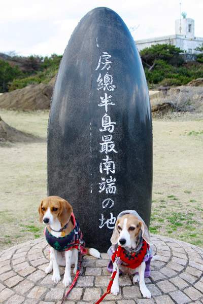 ビーグル きなこ こんぶ