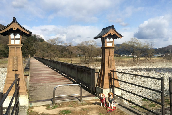 ビーグル　きなこ　こんぶ