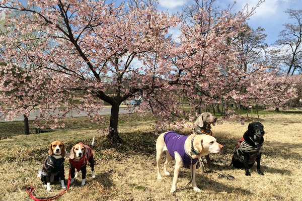 ビーグル　きなこ　こんぶ