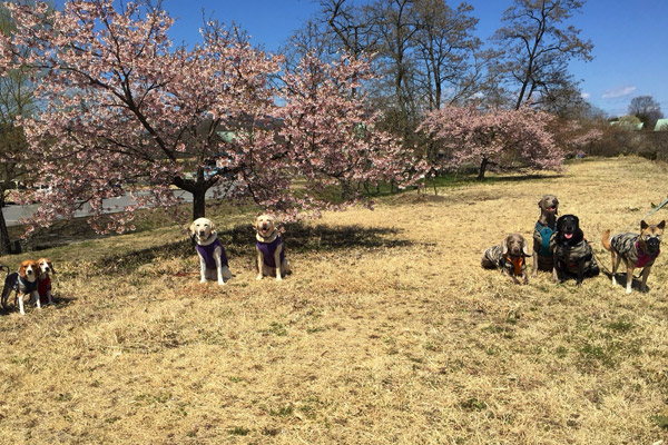 ビーグル　きなこ　こんぶ