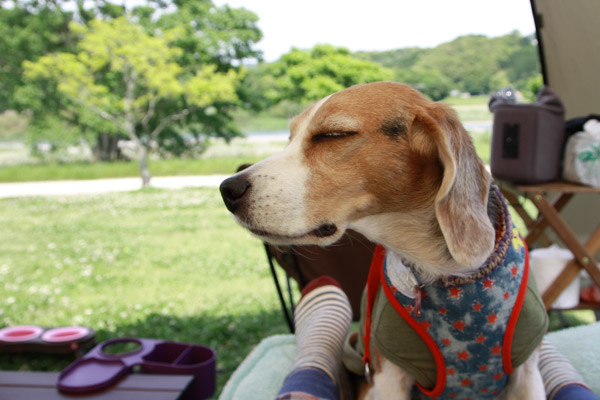 ビーグル　きなこ　こんぶ