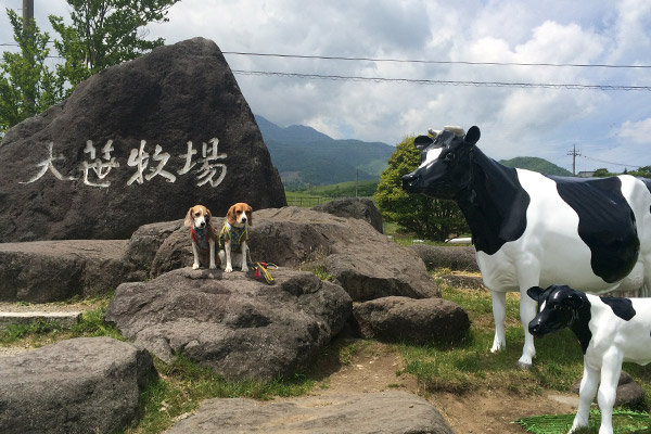 ビーグル　きなこ　こんぶ