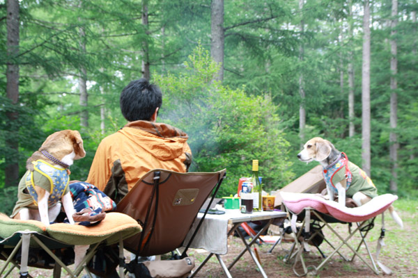 ビーグル きなこ こんぶ