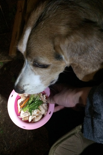 ビーグル きなこ こんぶ