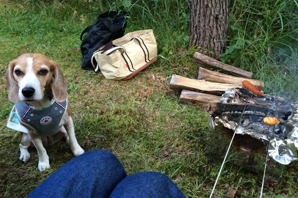 ビーグル　きなこ　こんぶ