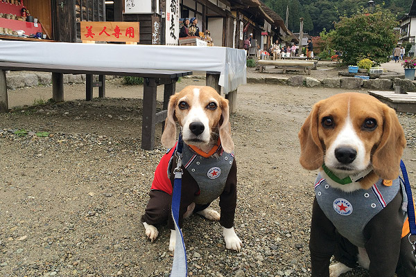 ビーグル　きなこ　こんぶ