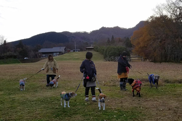 ビーグル　きなこ　こんぶ