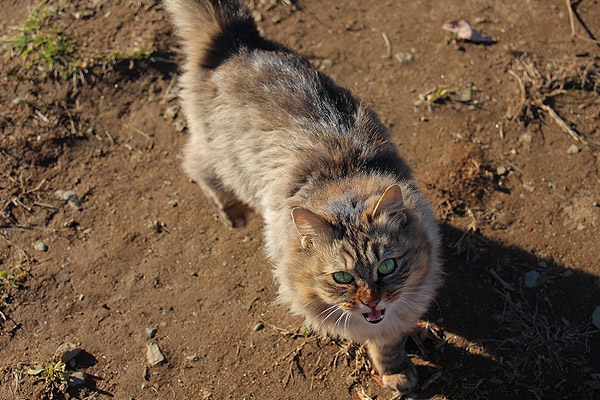 ビーグル きなこ こんぶ