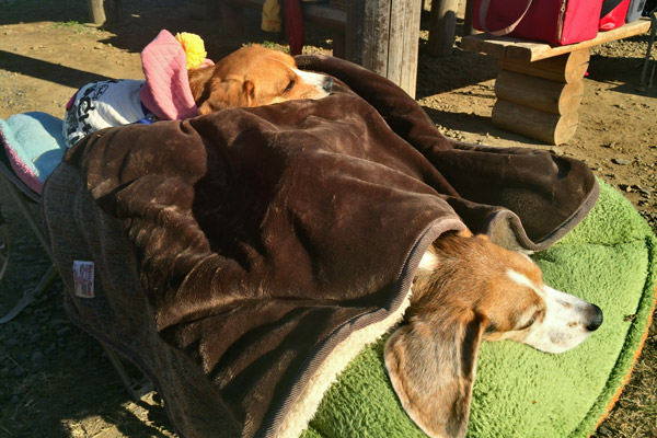 ビーグル きなこ こんぶ