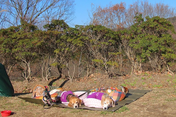 ビーグル　きなこ　こんぶ