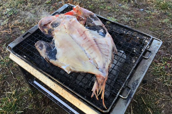 ビーグル きなこ こんぶ