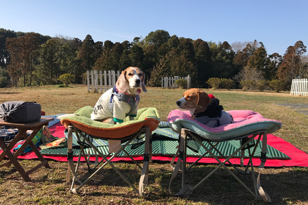 ビーグル きなこ こんぶ