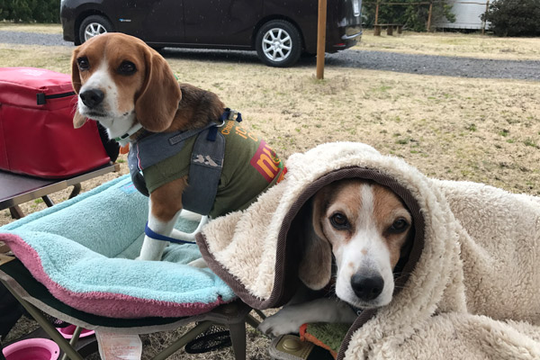 ビーグル　きなこ　こんぶ