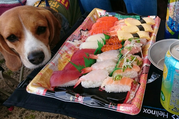 ビーグル きなこ こんぶ