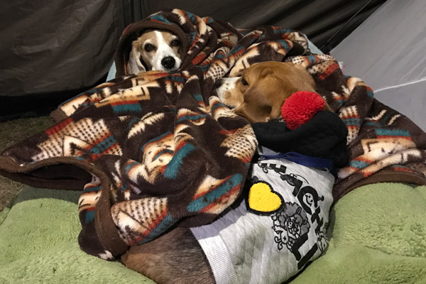 ビーグル きなこ こんぶ