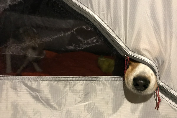 ビーグル きなこ こんぶ
