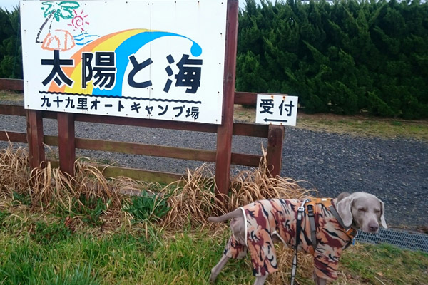ビーグル きなこ こんぶ