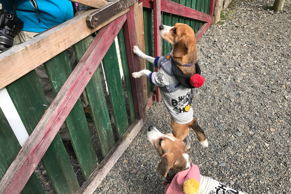 ビーグル　きなこ　こんぶ
