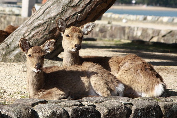 ビーグル　きなこ　こんぶ