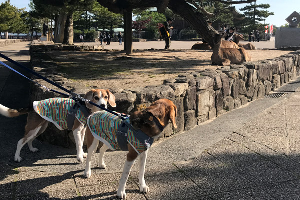 ビーグル　きなこ　こんぶ