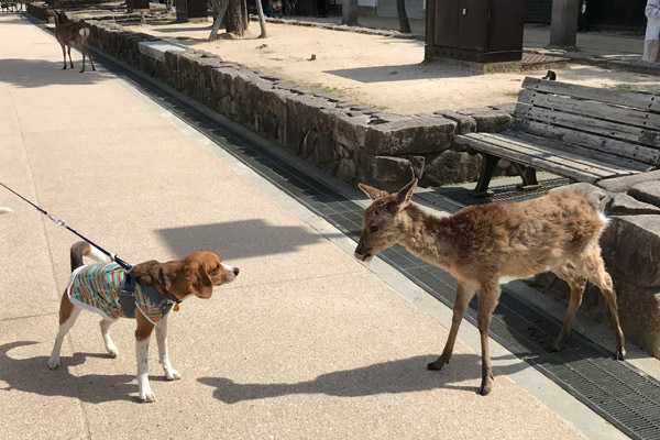 ビーグル　きなこ　こんぶ