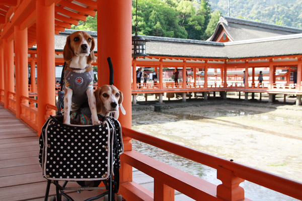 ビーグル　きなこ　こんぶ