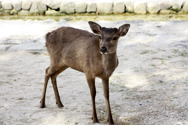 ビーグル　きなこ　こんぶ