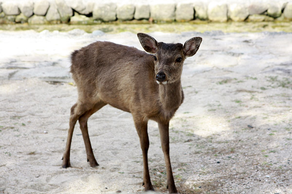 ビーグル　きなこ　こんぶ