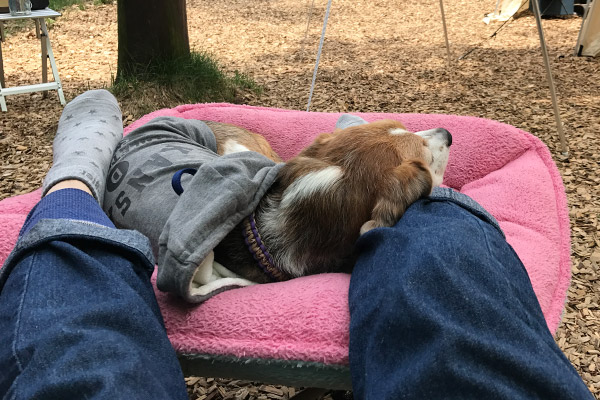 ビーグル きなこ こんぶ