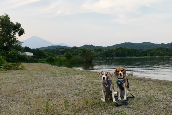 ビーグル　きなこ　こんぶ