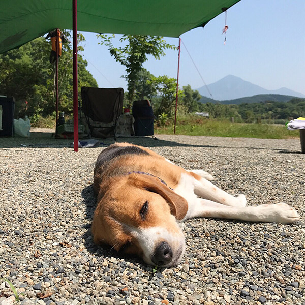 ビーグル きなこ こんぶ