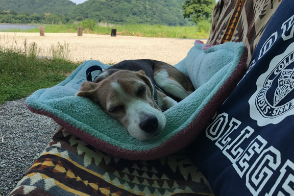 ビーグル きなこ こんぶ