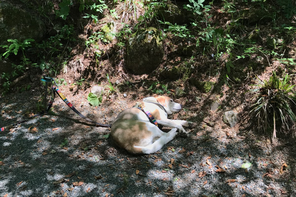 ビーグル　きなこ　こんぶ