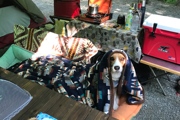 ビーグル きなこ こんぶ