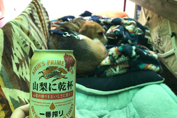 ビーグル きなこ こんぶ