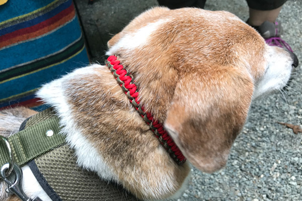 ビーグル きなこ こんぶ