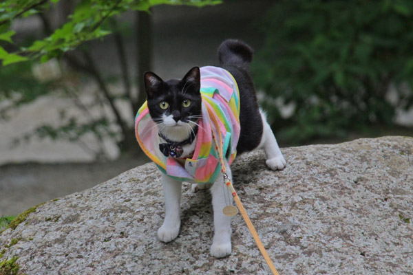 ビーグル きなこ こんぶ