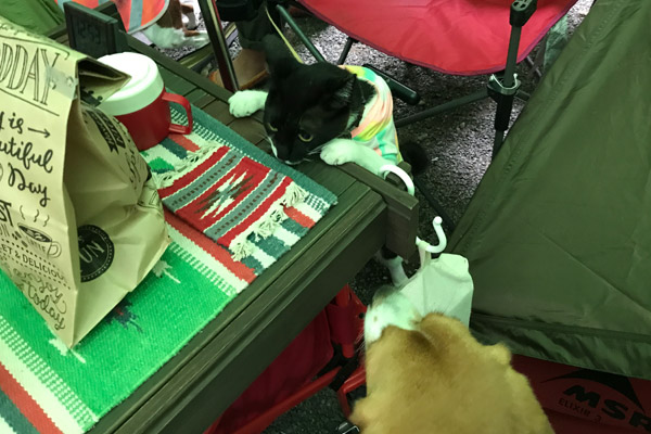 ビーグル きなこ こんぶ