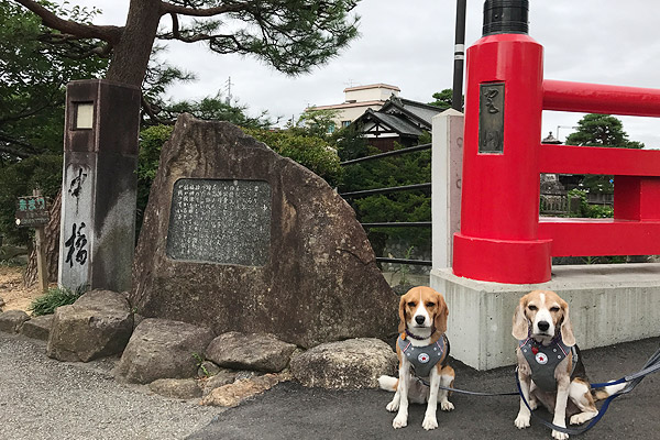 ビーグル　きなこ　こんぶ