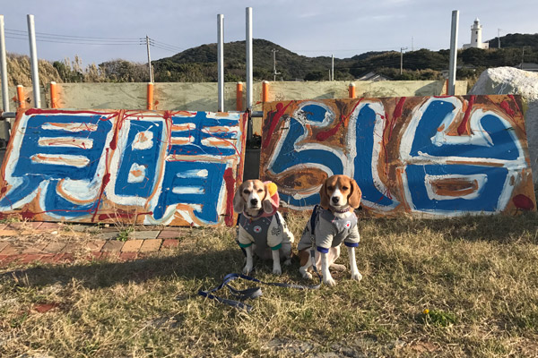 ビーグル　きなこ　こんぶ