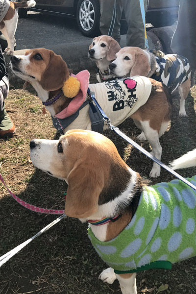 ビーグル　きなこ　こんぶ