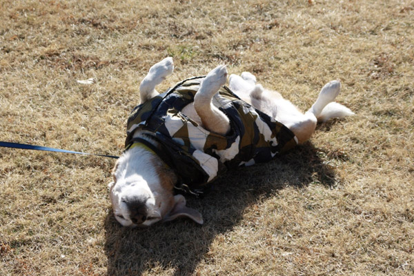 ビーグル　きなこ　こんぶ