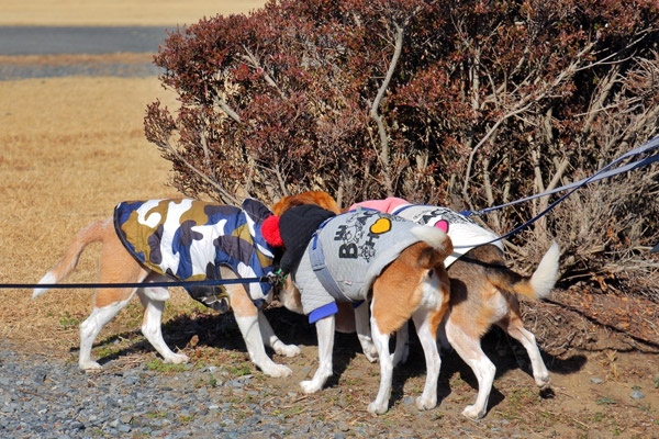 ビーグル　きなこ　こんぶ