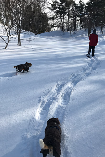 ビーグル　きなこ　こんぶ