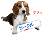 にほんブログ村犬ブログ ビーグルへ