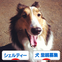 にほんブログ村 犬ブログ